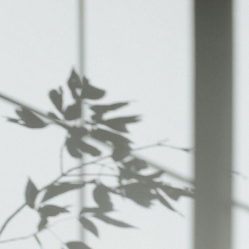 Shadow of leaves and stems cast on a white wall with window frame lines in soft, natural light.