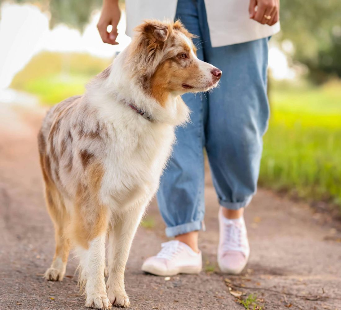 A brown and white dog stands on a path next to a person wearing blue jeans and white shoes outdoors.
