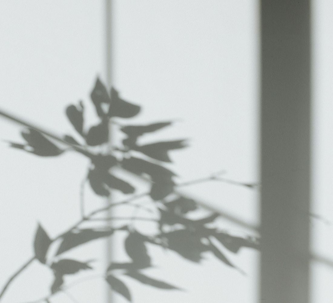 Shadow of leaves and stems cast on a white wall with window frame lines in soft, natural light.