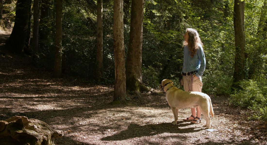 A person with long hair stands in a sunlit forest with a yellow dog, both looking into the trees.