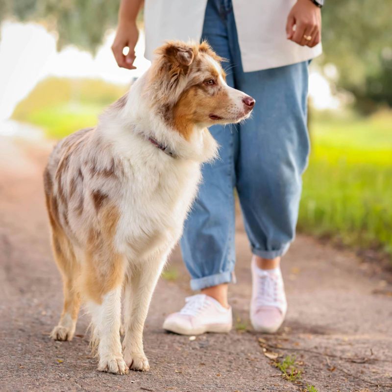 A brown and white dog stands on a path next to a person wearing blue jeans and white shoes outdoors.